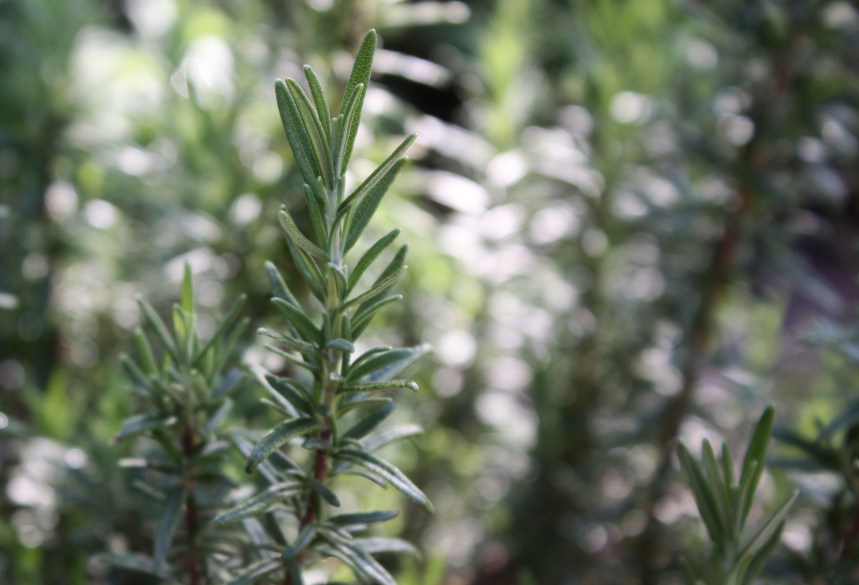 rosemary1